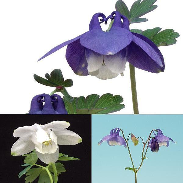 オダマキ 苧環 セット 山野草 ３種類３鉢 発売モデル