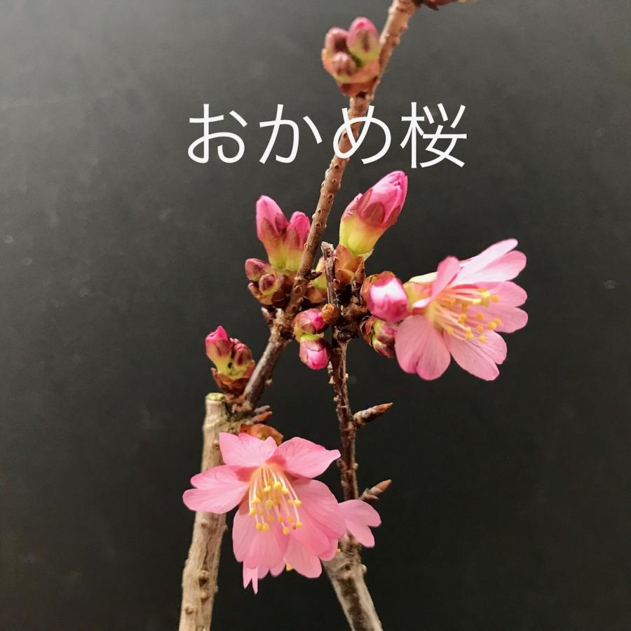 おかめ桜 オカメザクラ 桜 一重咲き 花苗 盆栽 開花始まり 2月24日