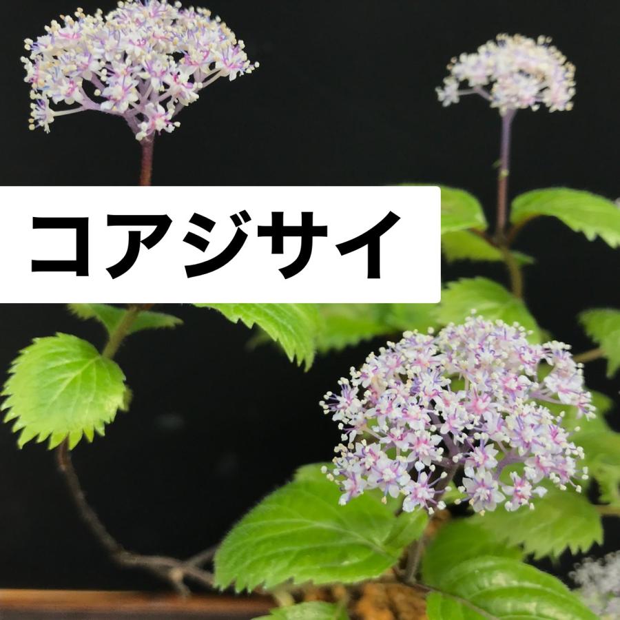 コアジサイ 小紫陽花 茶花 蕾 庭植え 苗（Yahoo!・やまおか碧山苑ヤフー店）