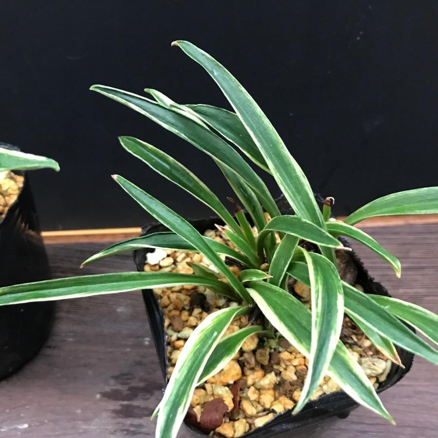 オモト 万年青 群雀 : やまおか碧山苑ヤフー店 - 通販 - Yahoo