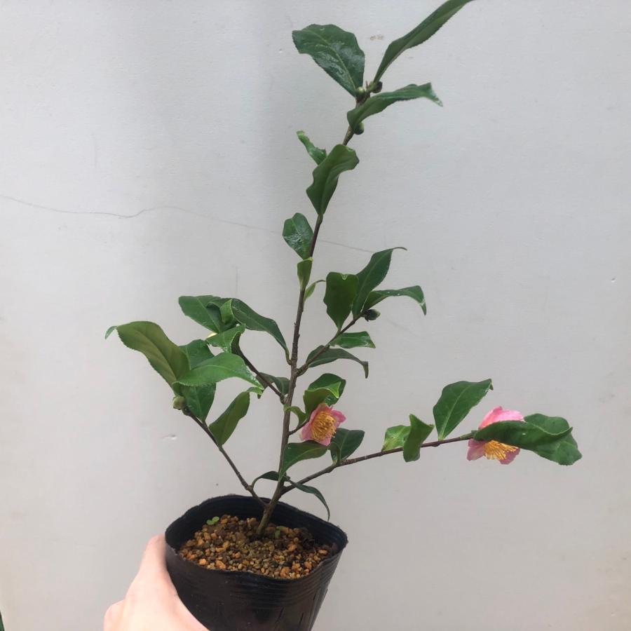 ロビラキ 炉開き R7年蕾多数 椿 ツバキ 茶花 : やまおか碧山苑ヤフー店