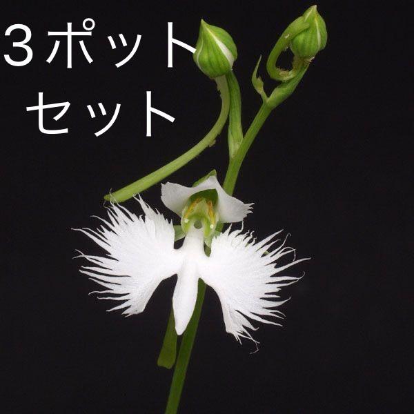 サギソウ 鷺草 青葉種 3ポットセット 1球入りポット × 3つ 2026年開花