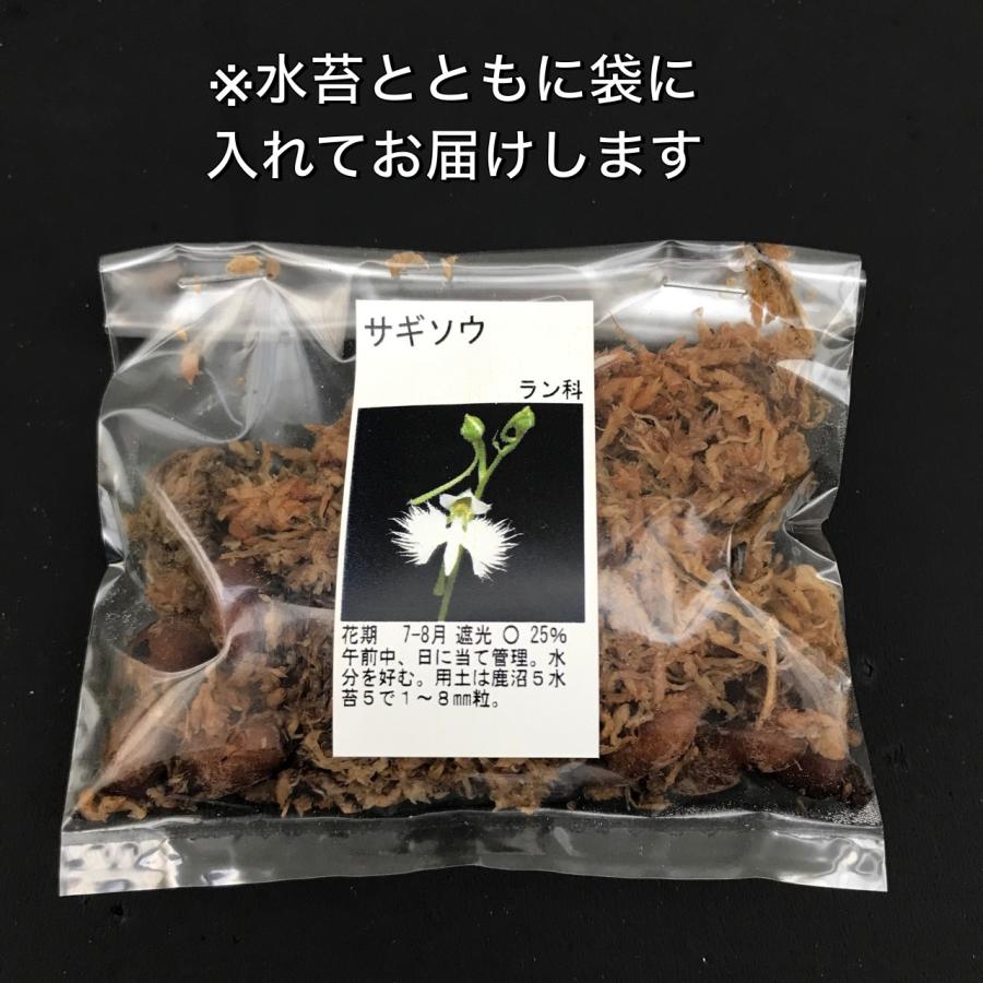 サギソウ 大 球根 鷺草球根 開花予定球10球 青葉種 山野草 サギソウ 大 球根 鷺草球根 開花予定球10球 青葉種 山野草
