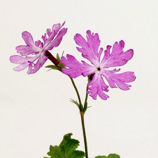 新年の贈り物 桜草 ニホンサクラソウ 銘品 明烏 ２芽入りポット山野草 Wantannas Go Id