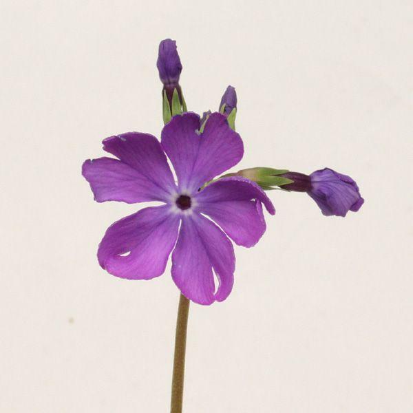 割引購入 桜草 ニホンサクラソウ 銘品 紫光梅 ２芽入りポット山野草