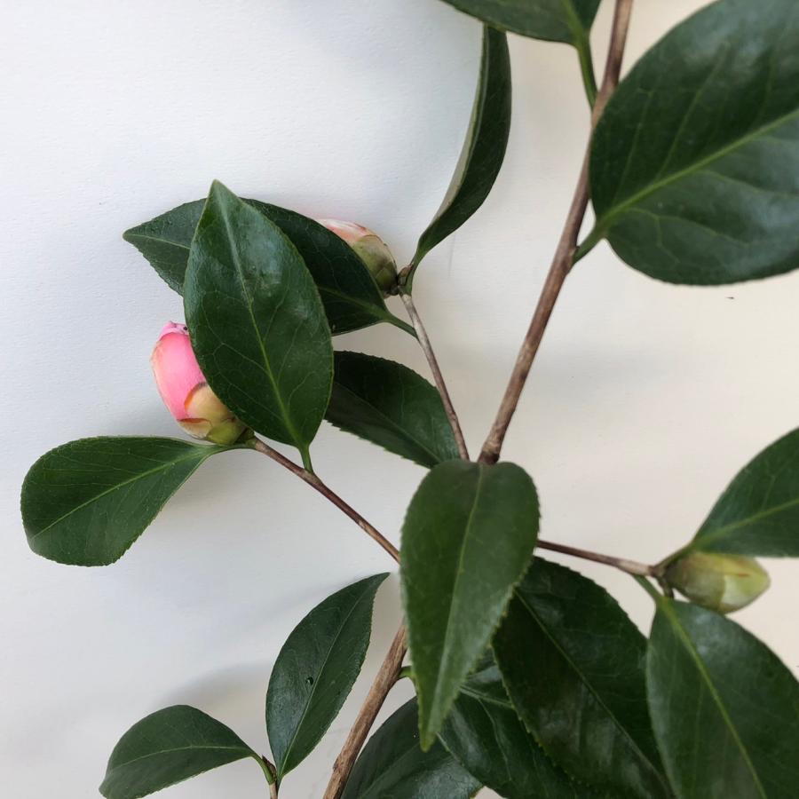 西王母 椿 開花中 ツバキ 茶花 : やまおか碧山苑ヤフー店 - 通販