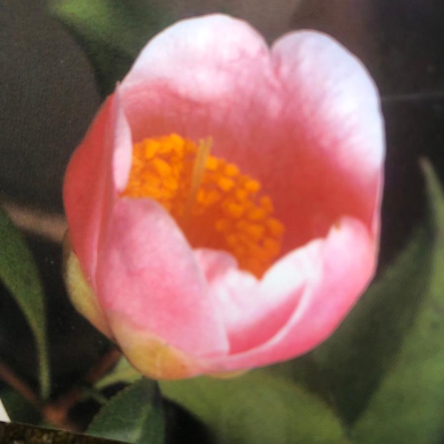 西王母 椿 開花中 ツバキ 茶花 : やまおか碧山苑ヤフー店 - 通販