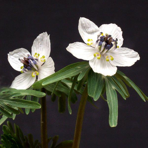春1番セール☆セツブンソウ球根大玉と3年物セット☆おまけ付き セツブンソウ 節分草 茶花 大球根1球入りポット 山野草 2026年 花芽