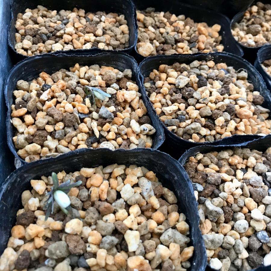セツブンソウ 節分草 茶花 大球根1球入りポット 山野草 2026年 花芽
