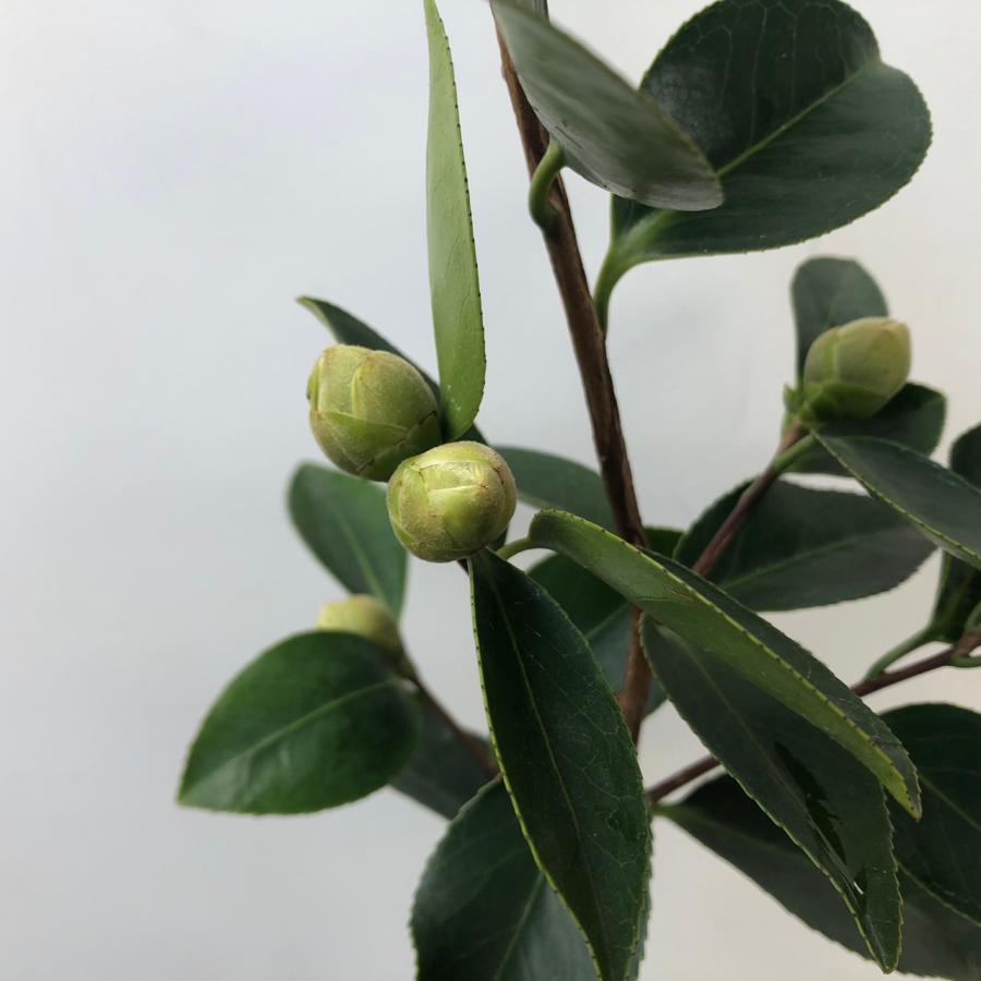 白玉 蕾あり 椿 ツバキ 茶花 : やまおか碧山苑ヤフー店 - 通販 - Yahoo