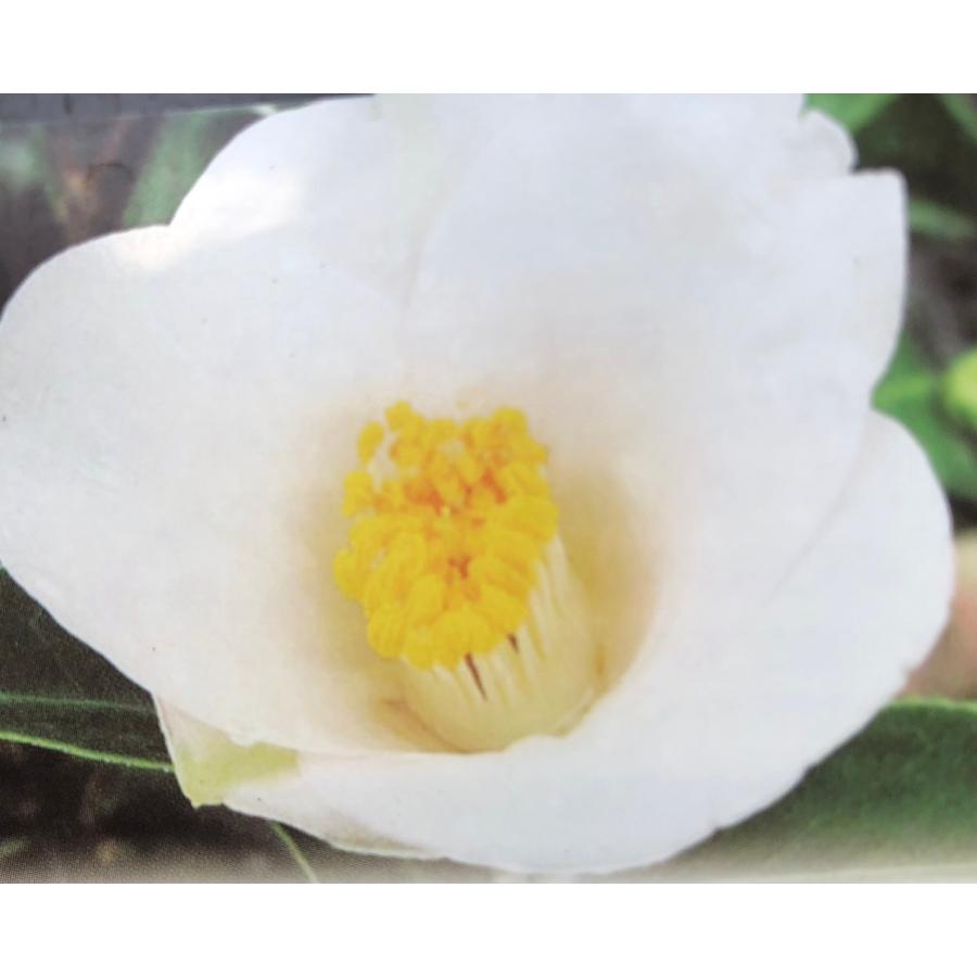 白玉 蕾あり 椿 ツバキ 茶花 : やまおか碧山苑ヤフー店 - 通販 - Yahoo 