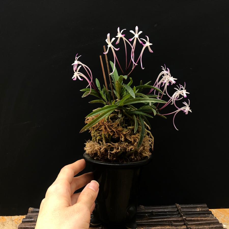 風蘭 フウラン 猩々 赤花 8-10条 富貴蘭 山野草 現品 : やまおか 風蘭 フウラン 猩々 赤花 8-10条 富貴蘭 山野草 現品 : やまおか