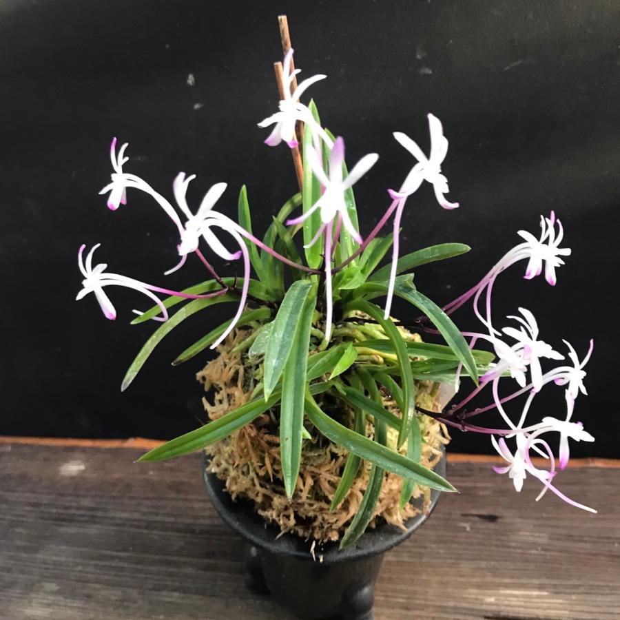 風蘭 フウラン 猩々 赤花 8-10条 富貴蘭 山野草 現品 : やまおか 風蘭 フウラン 猩々 赤花 8-10条 富貴蘭 山野草 現品 : やまおか