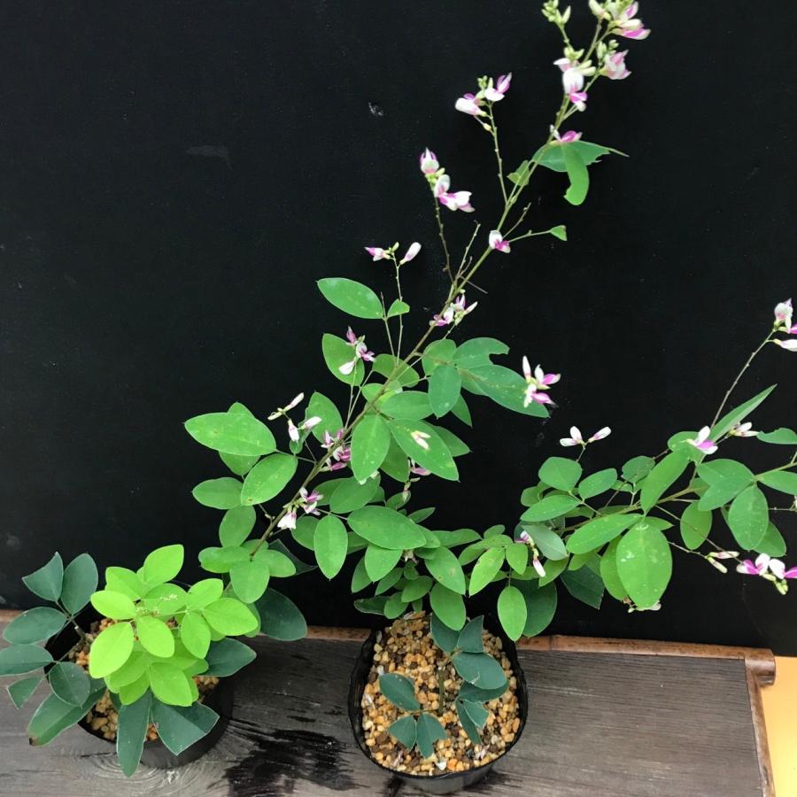 萩の花 苗 江戸絞 エドシボリハギ 茶花 山野草 秋の七草 : やまおか碧