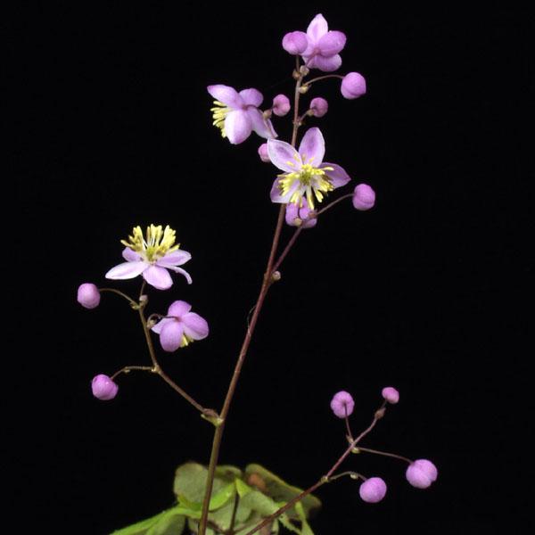 シキンカラマツ 紫錦唐松 山野草 茶花 夏の花 2026年開花予定（Yahoo!・やまおか碧山苑ヤフー店）