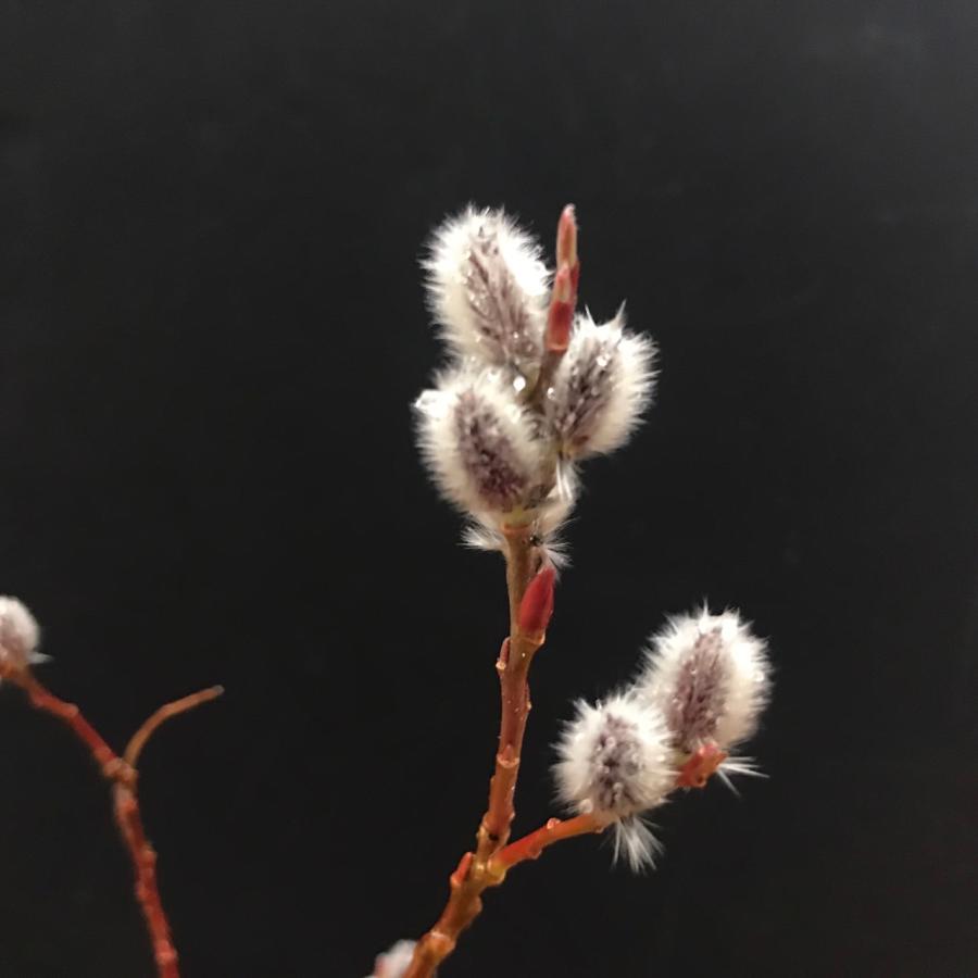 四万十川川柳 カワヤナギ 茶花 山野草 : やまおか碧山苑ヤフー店