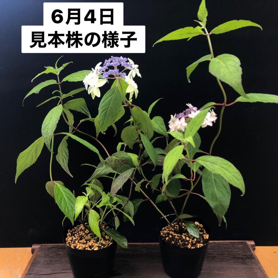 ヤマアジサイ 苗 東雲 シノノメ 山紫陽花 R8年花芽なし : やまおか碧山