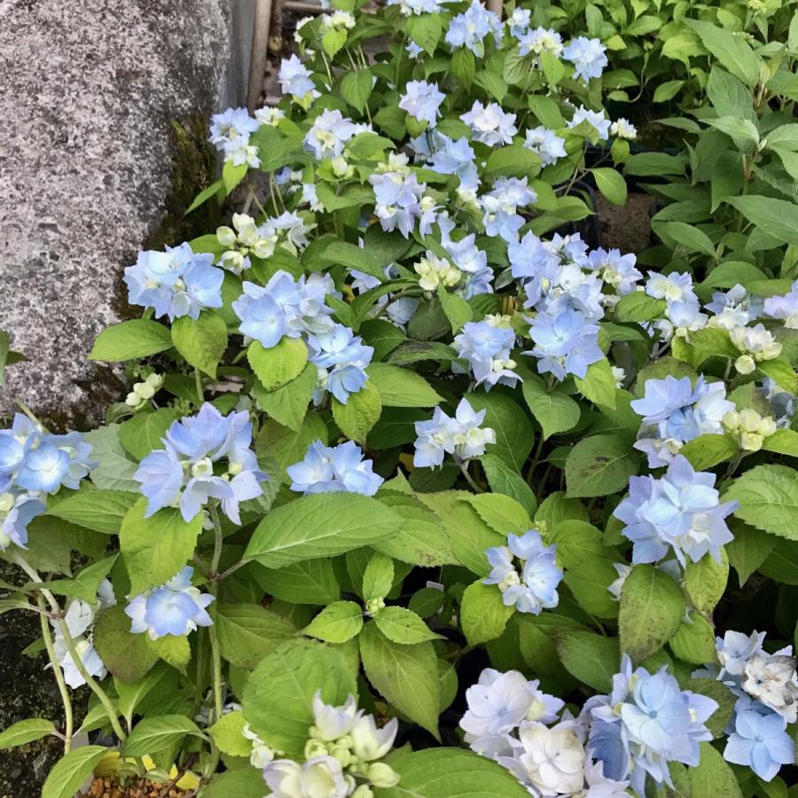 ヤマアジサイ 苗 マルヤマボタン 丸山牡丹 テマリ咲き 大株 R8年花芽