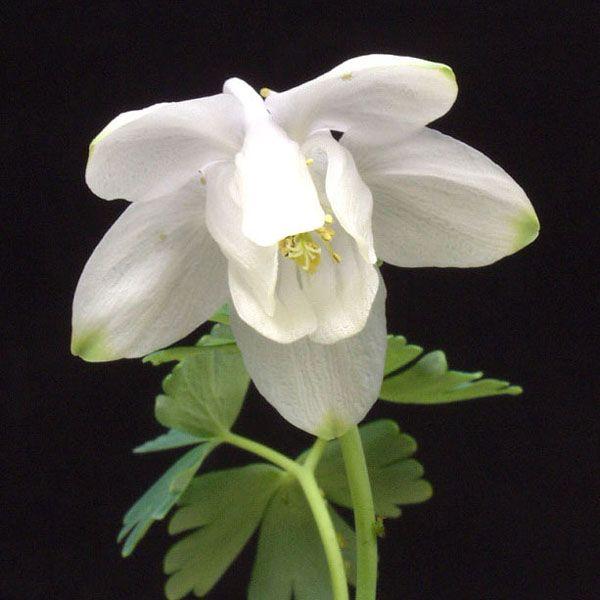 オダマキ 花苗 苧環 白花深山苧環 白花ミヤマオダマキ 山野草 : やま