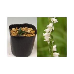 ネジバナ・白花 モジズリ 日本産 山野草
