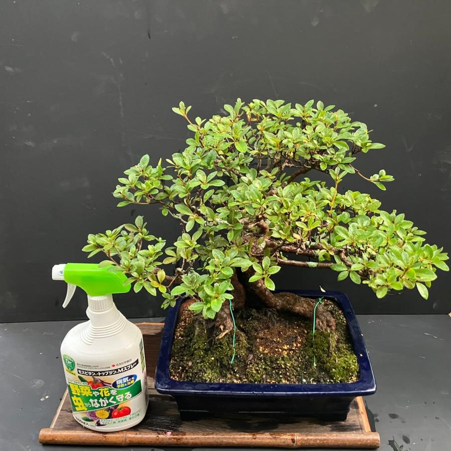 盆栽 皐月 華宝 樹高 約45cm さつき サツキ ツツジ科 常緑樹 観賞用