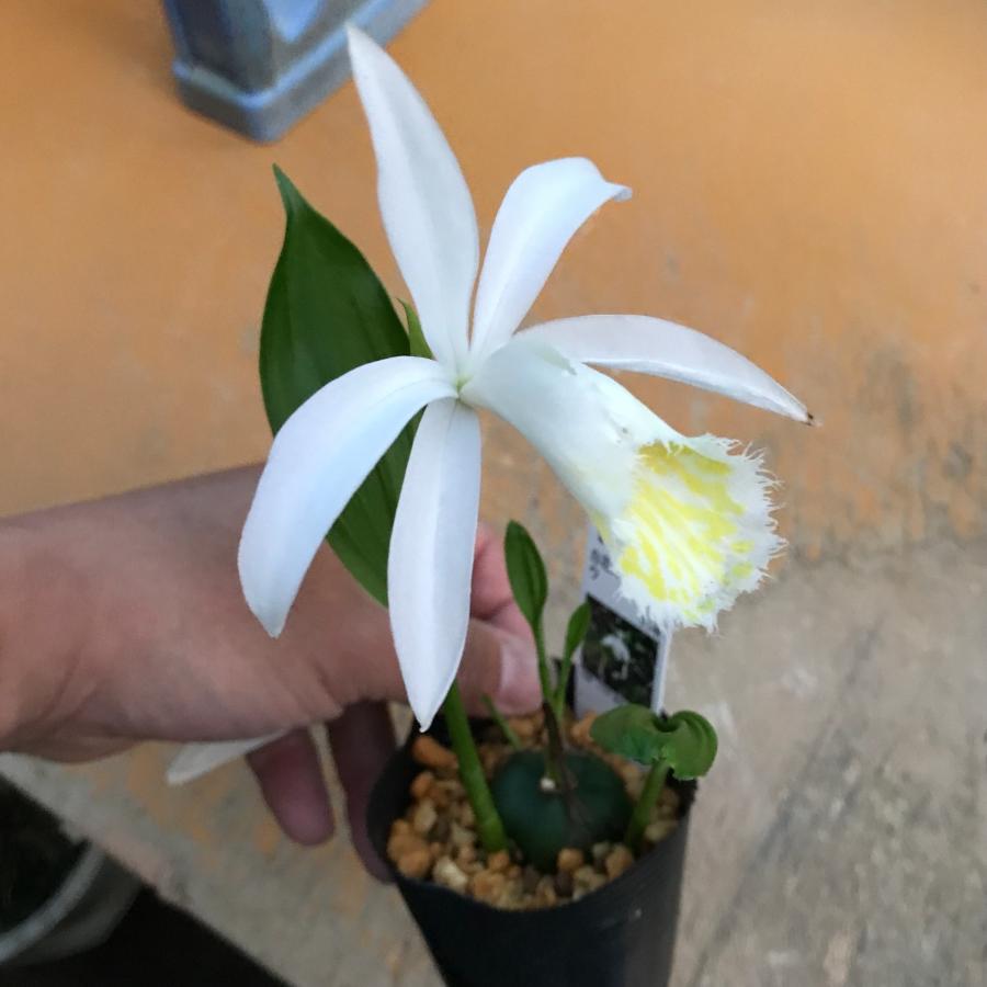 シロバナタイリントキソウ 白花大輪朱鷺草 白花大輪トキソウ : やま