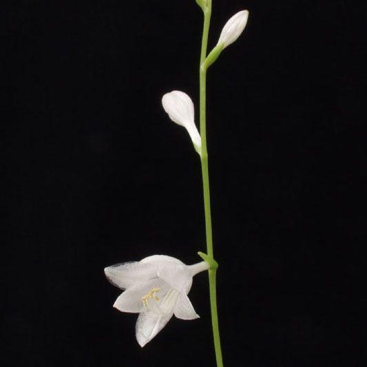 白花小葉ギボウシ 山野草 : やまおか碧山苑ヤフー店 - 通販 - Yahoo