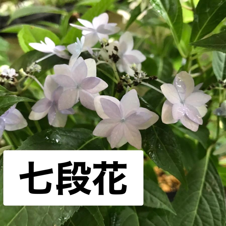 ヤマアジサイ 苗 七段花 シチダンカ（Yahoo!・やまおか碧山苑ヤフー店）