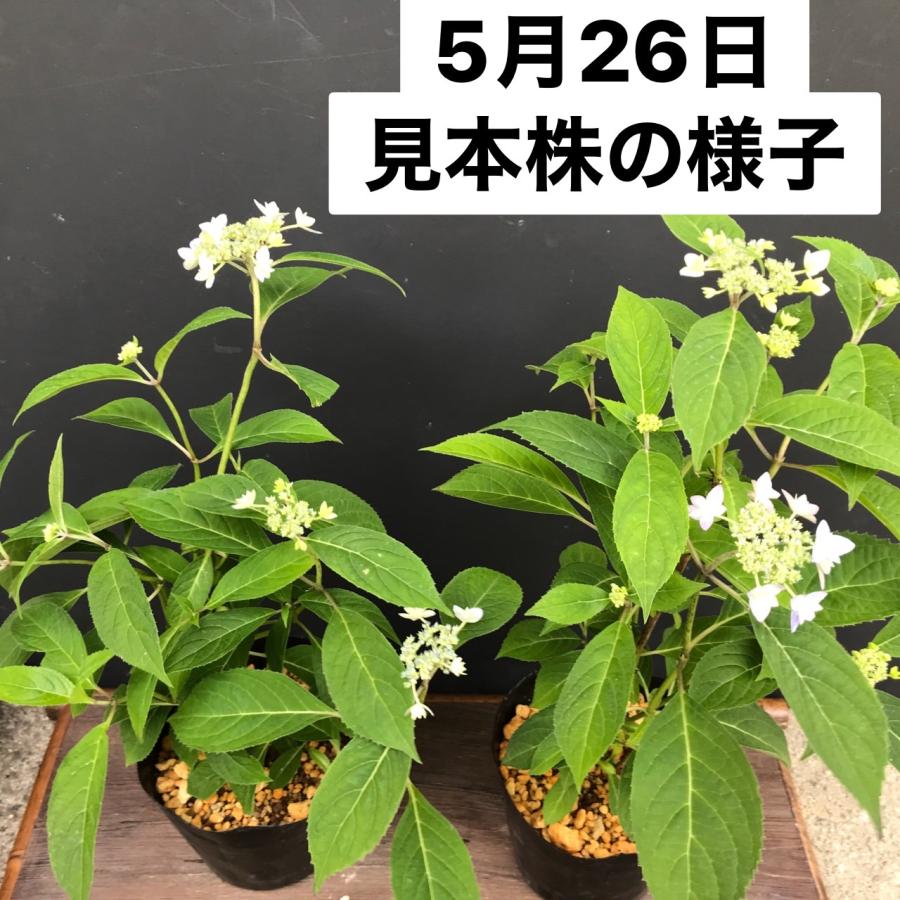 山紫陽花苗 楽天市場】アジサイ 山紫陽花 苗 【久住の舞】 5号ポット苗 山