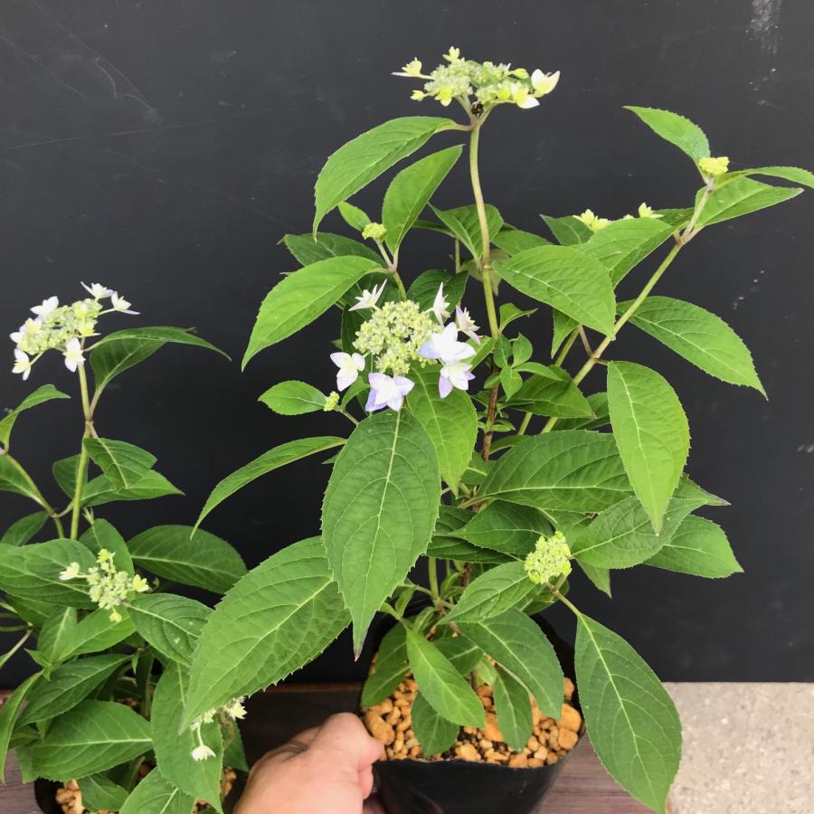 ヤマアジサイ 苗 七段花 シチダンカ 大株 山紫陽花 : やまおか碧山苑