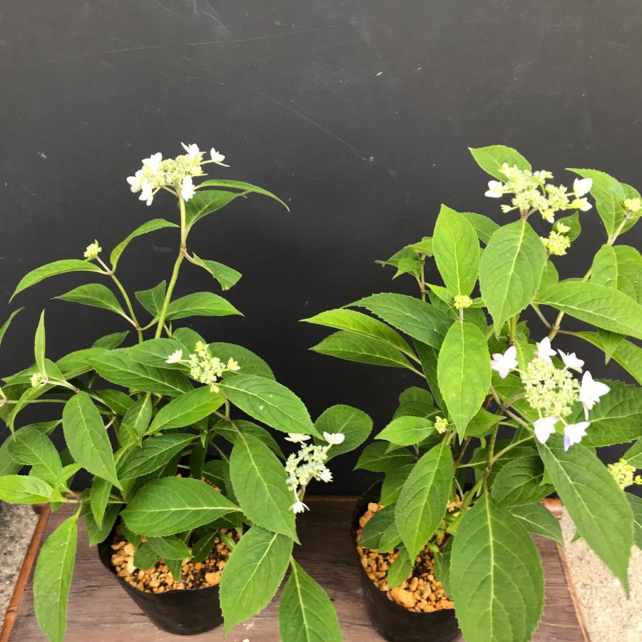 ヤマアジサイ 苗 七段花 シチダンカ 大株 山紫陽花 : やまおか碧山苑