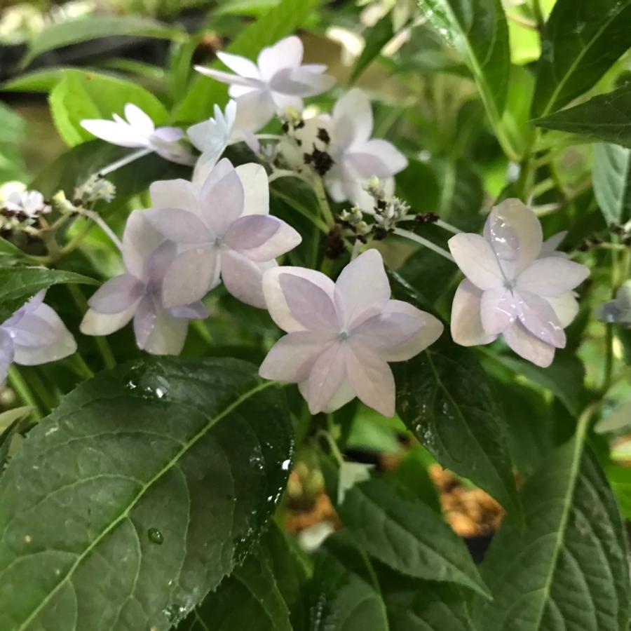 ヤマアジサイ 苗 七段花 シチダンカ R8年花芽無し : やまおか碧山苑