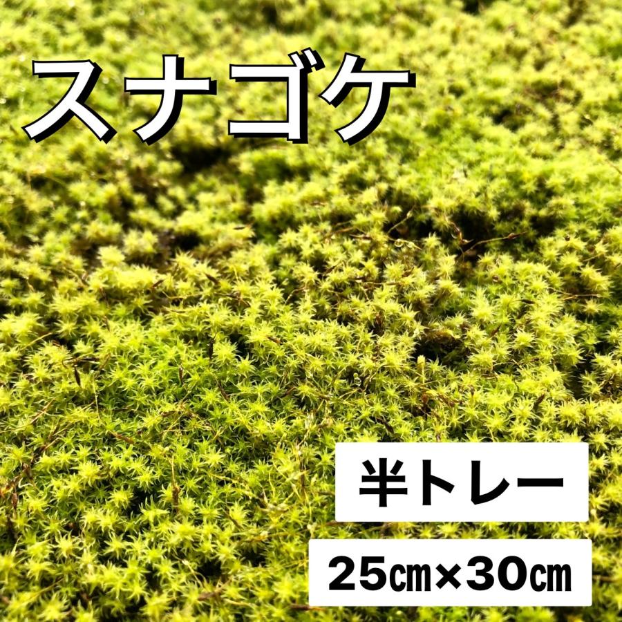 スナゴケ 砂苔 こけ すなごけ 半トレー25×30cm 苔盆栽 苔 スナゴケ 砂苔 こけ すなごけ 半トレー25×30cm 苔盆栽 苔