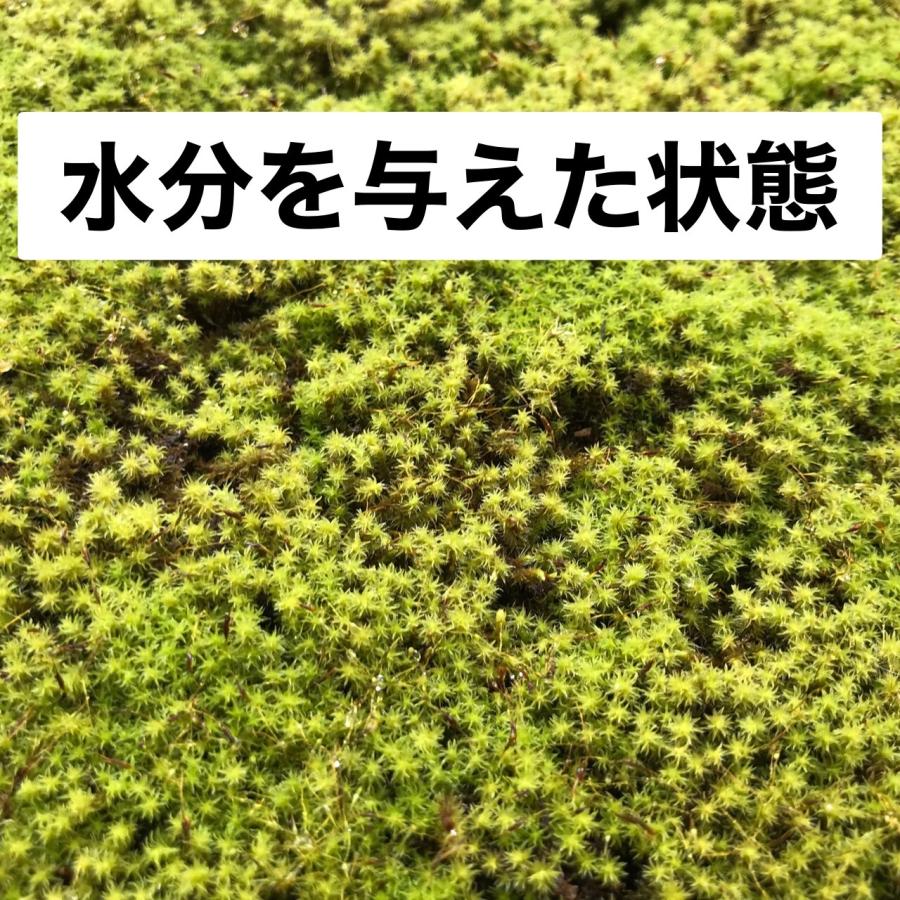 スナゴケ　20トレー　すな苔　苔リウム　庭苔 スナゴケ 約1平米セット(庭園用) | 苔の販売専門店モスファーム