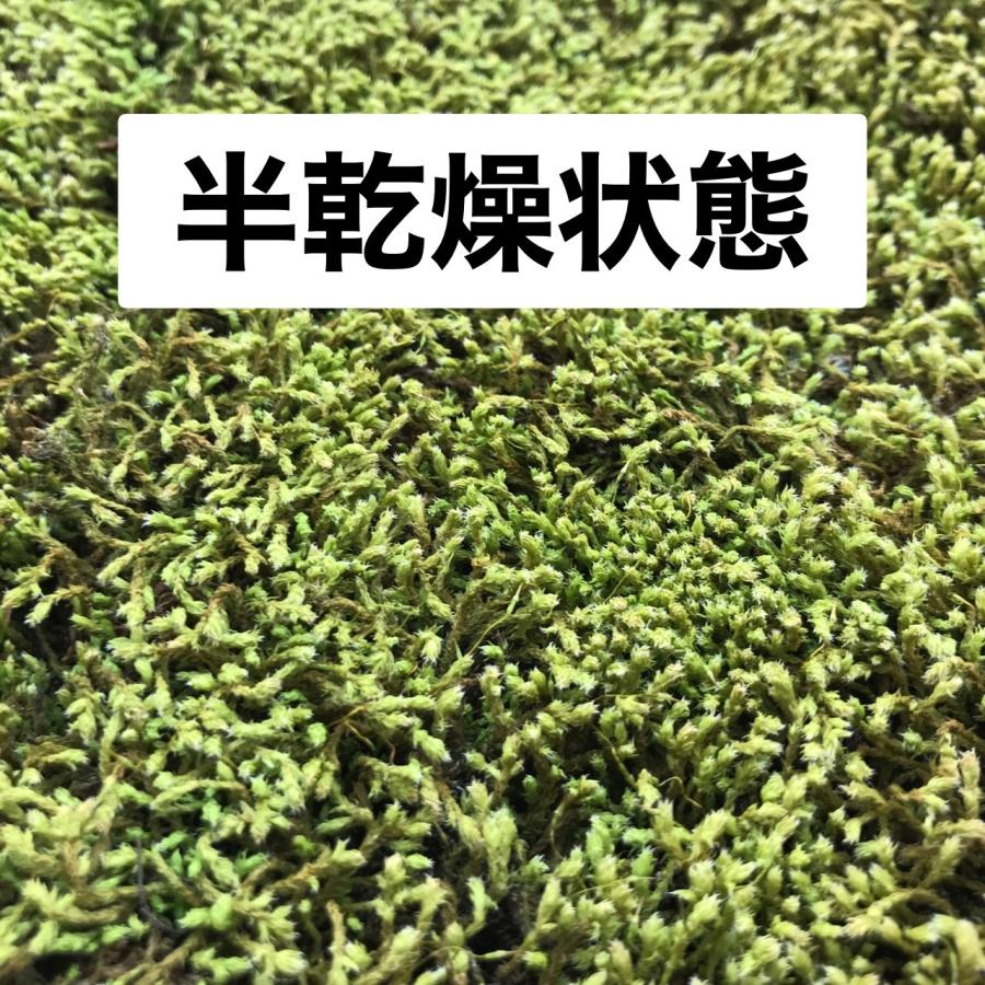 スナゴケ 砂苔 こけ すなごけ 半トレー25×30cm 苔盆栽 苔 スナゴケ 砂苔 こけ すなごけ 半トレー25×30cm 苔盆栽 苔