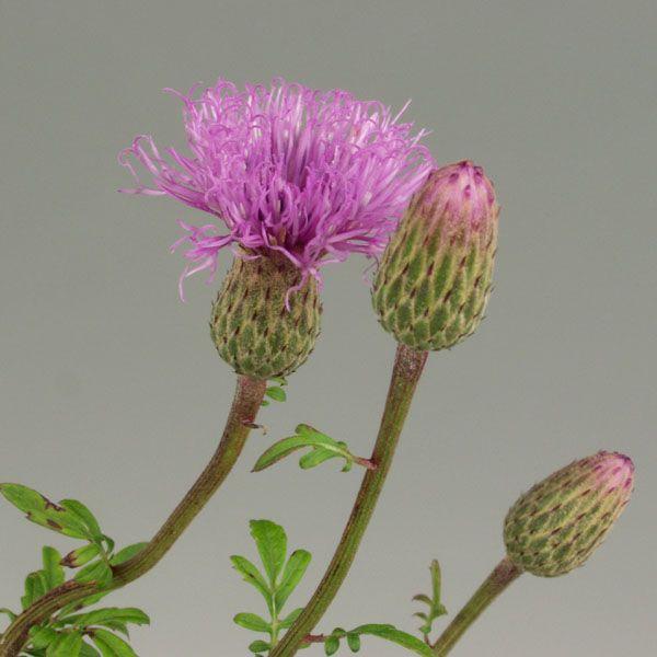 モデル着用 注目アイテム タムラソウ 山野草 最安値