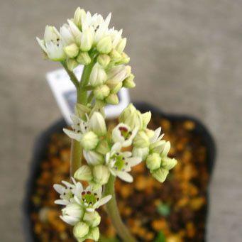 タンチョウソウ 丹頂草 黄金葉 山野草 : やまおか碧山苑ヤフー店