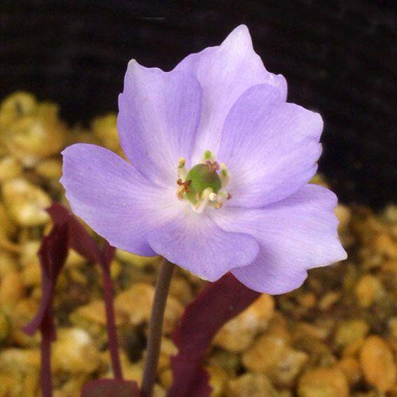 タツタソウ 竜田草 山野草 Tatutasou やまおか碧山苑ヤフー店 通販 Yahoo ショッピング