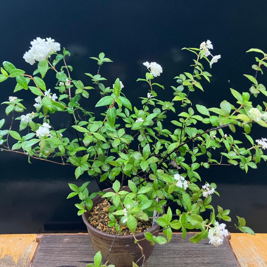 六甲花笠 鉢植え 苔盆栽 盆栽 山野草 現品 : やまおか碧山苑ヤフー店