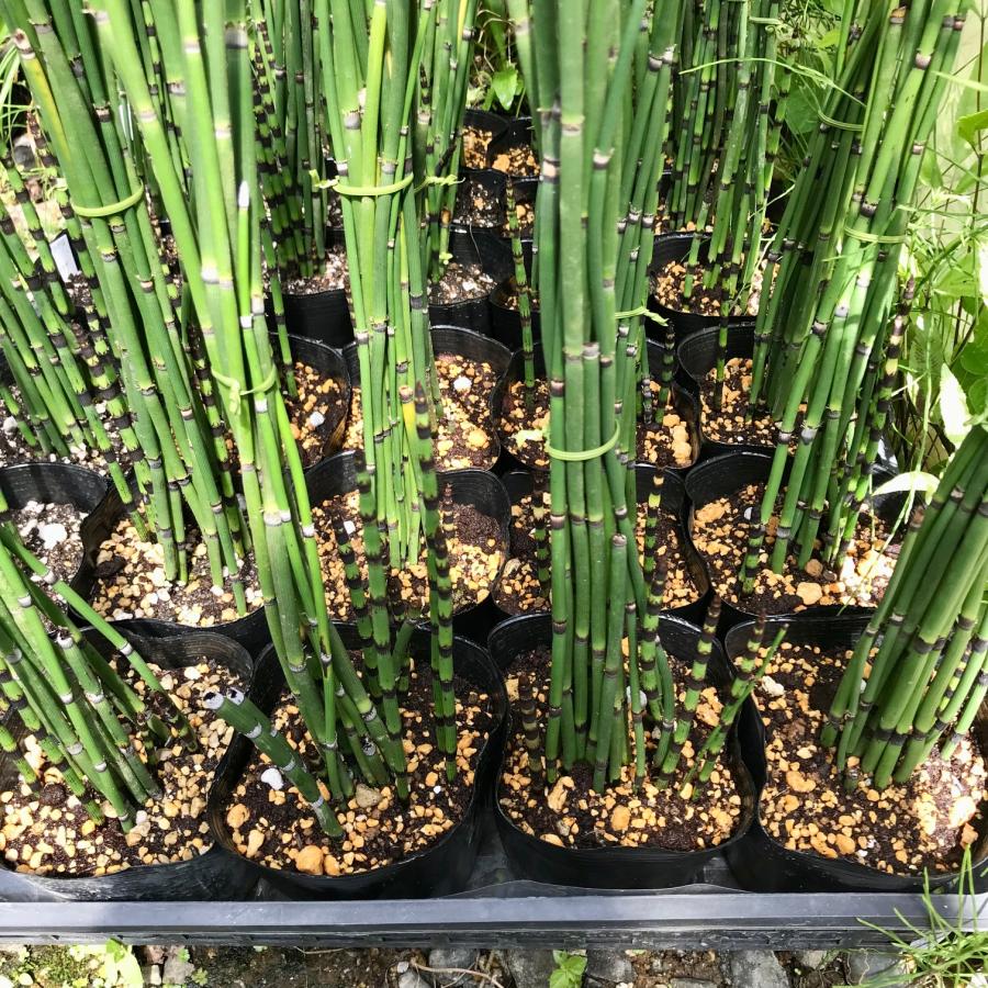トクサ 砥草 木賊 大株 庭植え 生け花 10.5cmポット : やまおか碧山