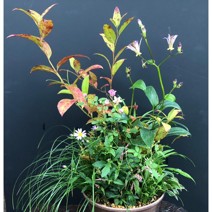 季節の山野草 寄せ植え プレゼント 贈り物に : やまおか碧山苑ヤフー店