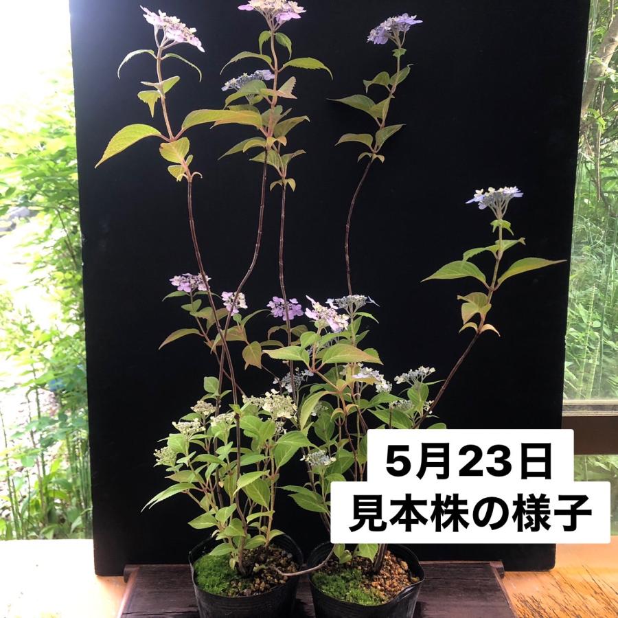 ヤマアジサイ 苗 津江テマリ 大株 山アジサイ 2026年花芽無し