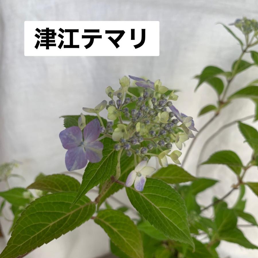 ヤマアジサイ 苗 津江テマリ 大株 山アジサイ 2026年花芽無し