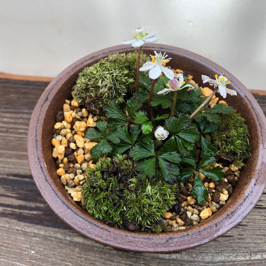 バイカオウレン 梅花黄連 鉢植え 盆栽 ミニ盆栽 苔盆栽 山野草 現品