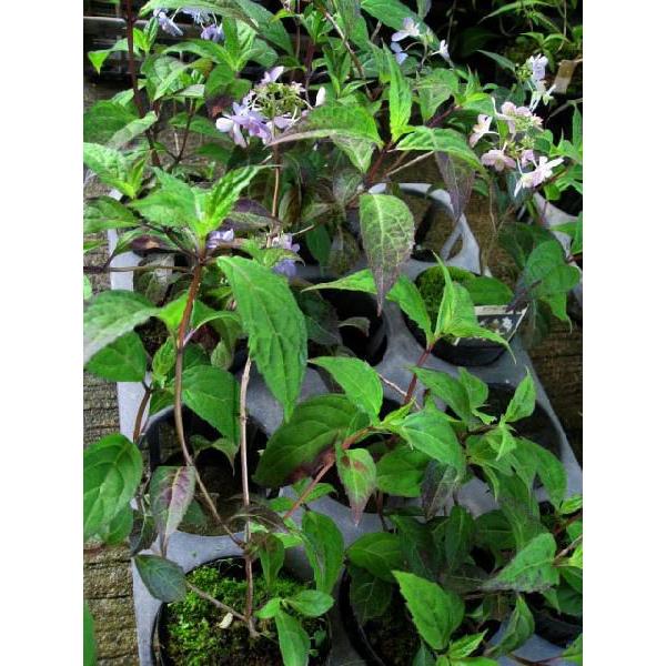 ヤマアジサイ 苗 剣の舞 ツルギノマイ 山紫陽花 : やまおか碧山苑