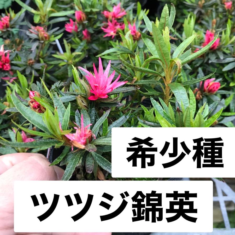 ツツジ つつじ 錦英 苗木 庭木 : やまおか碧山苑ヤフー店 - 通販 ツツジ つつじ 錦英 苗木 庭木 : やまおか碧山苑ヤフー店 - 通販