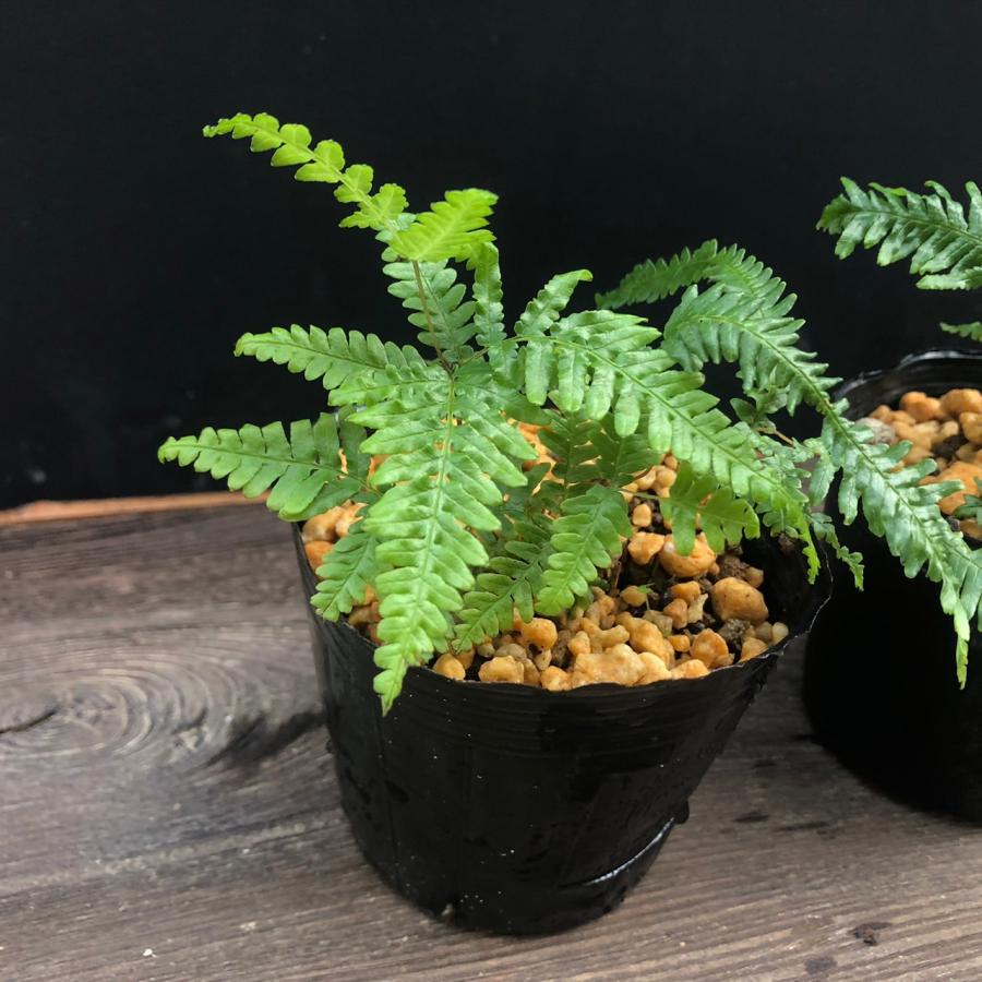ウラジロシダ 裏白シダ 羊歯 山野草 : やまおか碧山苑ヤフー店 - 通販