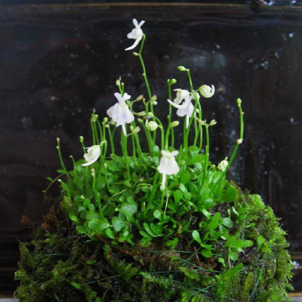 ウサギゴケ苔玉 プレゼント 今季も再入荷 贈り物