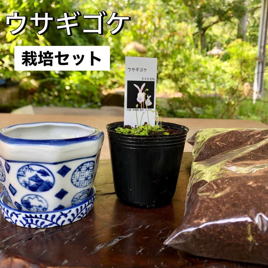 ウサギゴケ ウサギ苔 食虫植物 栽培セット 栽培説明書付き 水耕栽培 アクアリウム 苔テラリウム（Yahoo!・やまおか碧山苑ヤフー店）