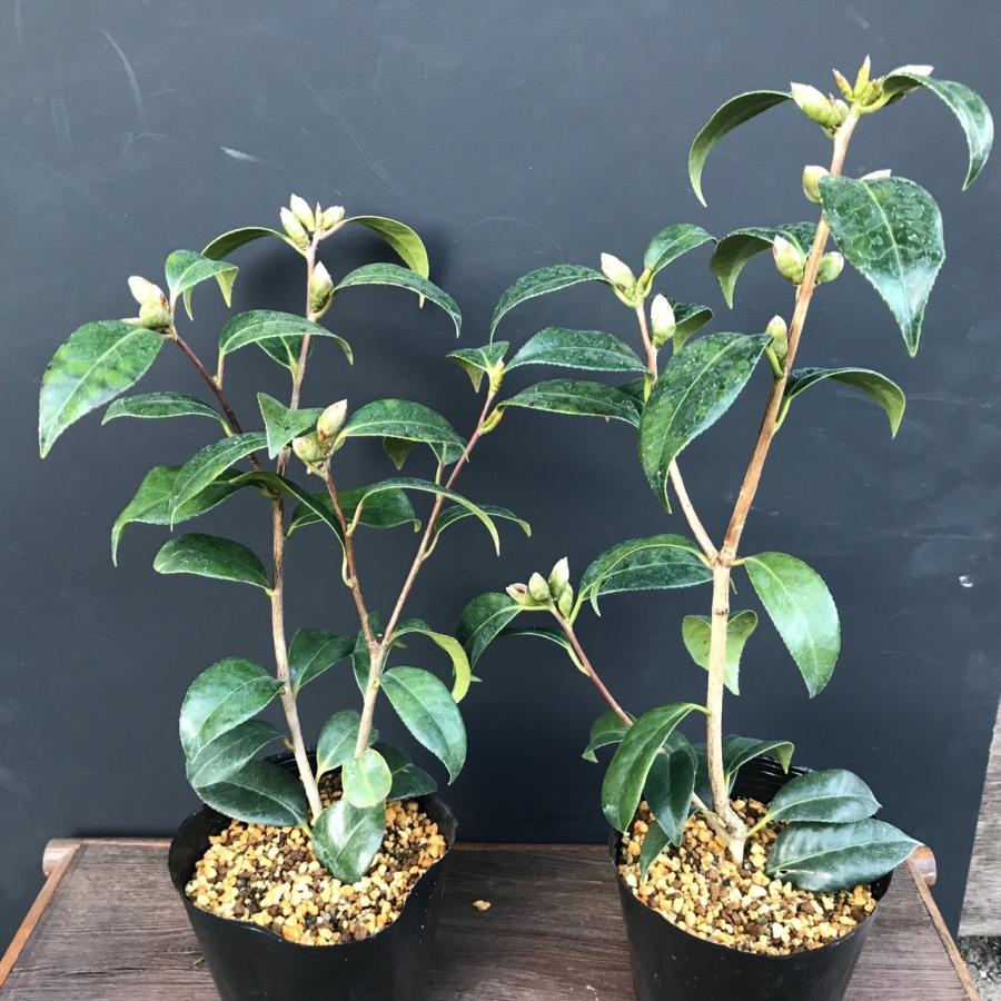 椿 ツバキ 苗 苗木 赤侘助 蕾5以上 茶花 庭木 植木｜hekizanen｜02